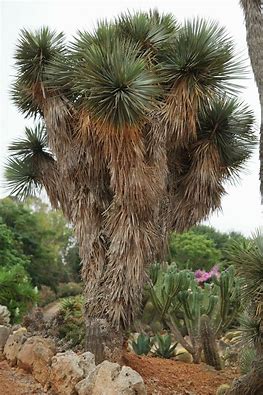 Yucca Rostrata, 10 Stk