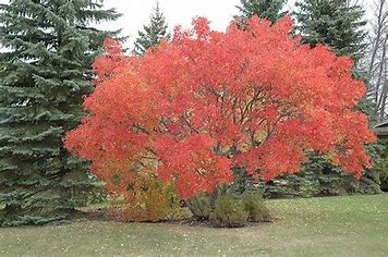 Amur-Ahorn - Acer Ginnala, 5 Stk