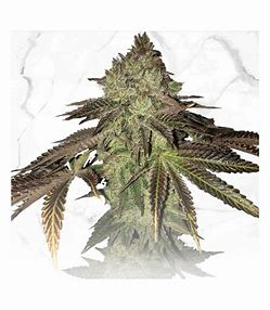 TH Seeds Gelato Cake - Gelato 33 x Geburtstagstorte, Feminisiert, 5 Stk