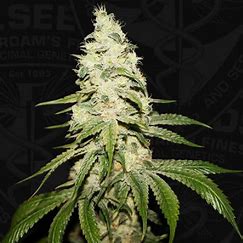 TH Seeds Mont Blanc - French Cookies x Birthday Cake x SBC, Feminisiert, 5 Stk