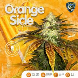 TH Seeds 710 Limited Pack Orangesicle, Feminisiert, 5 Stk