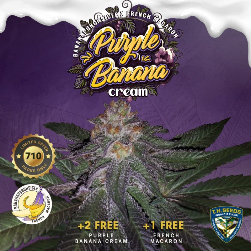 TH Seeds 710 Limited Pack Purple Banana Cream, Feminisiert, 7 Stk