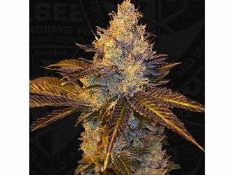 TH Seeds Stracciatella Do-Si-Dos x SBC, feminisiert, 5 Stk