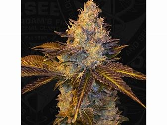 TH Seeds Stracciatella Do-Si-Dos x SBC, feminisiert, 5 Stk