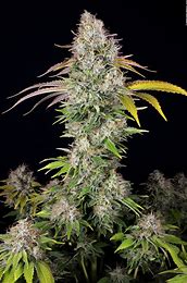 TH Seeds UnderDawg Kush, Feminisiert, 2 Stk