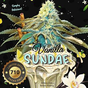 TH Seeds 710 Limited Pack Vanilla Sundae, Feminisiert, 7 Stk