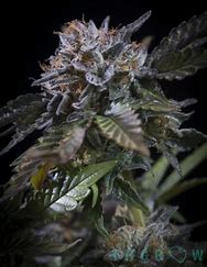 Paradise Seeds White Noise, Feminisiert