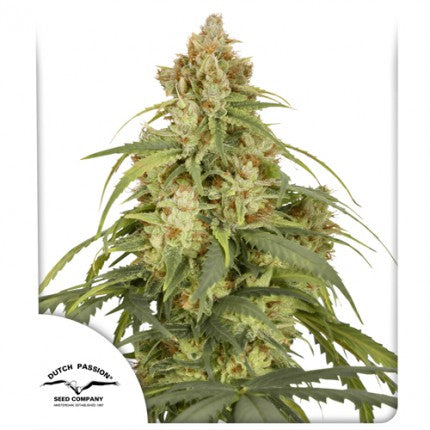 Dutch Passion Auto CBD-Victory Feminisierte Autoflower