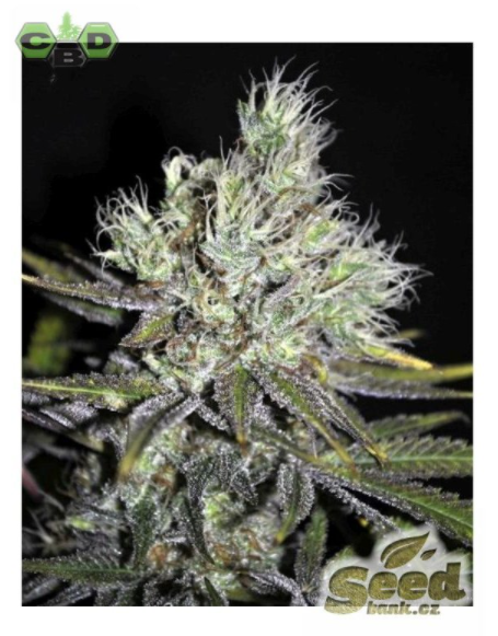 CBD Crew CBD Sweet and Sour Widow Regular