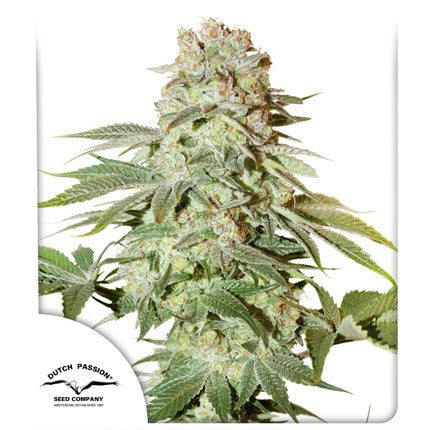 Dutch Passion Auto Power Plant Feminisierte Autoflower