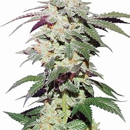 Dutch Passion Skywalker Haze Feminisiert