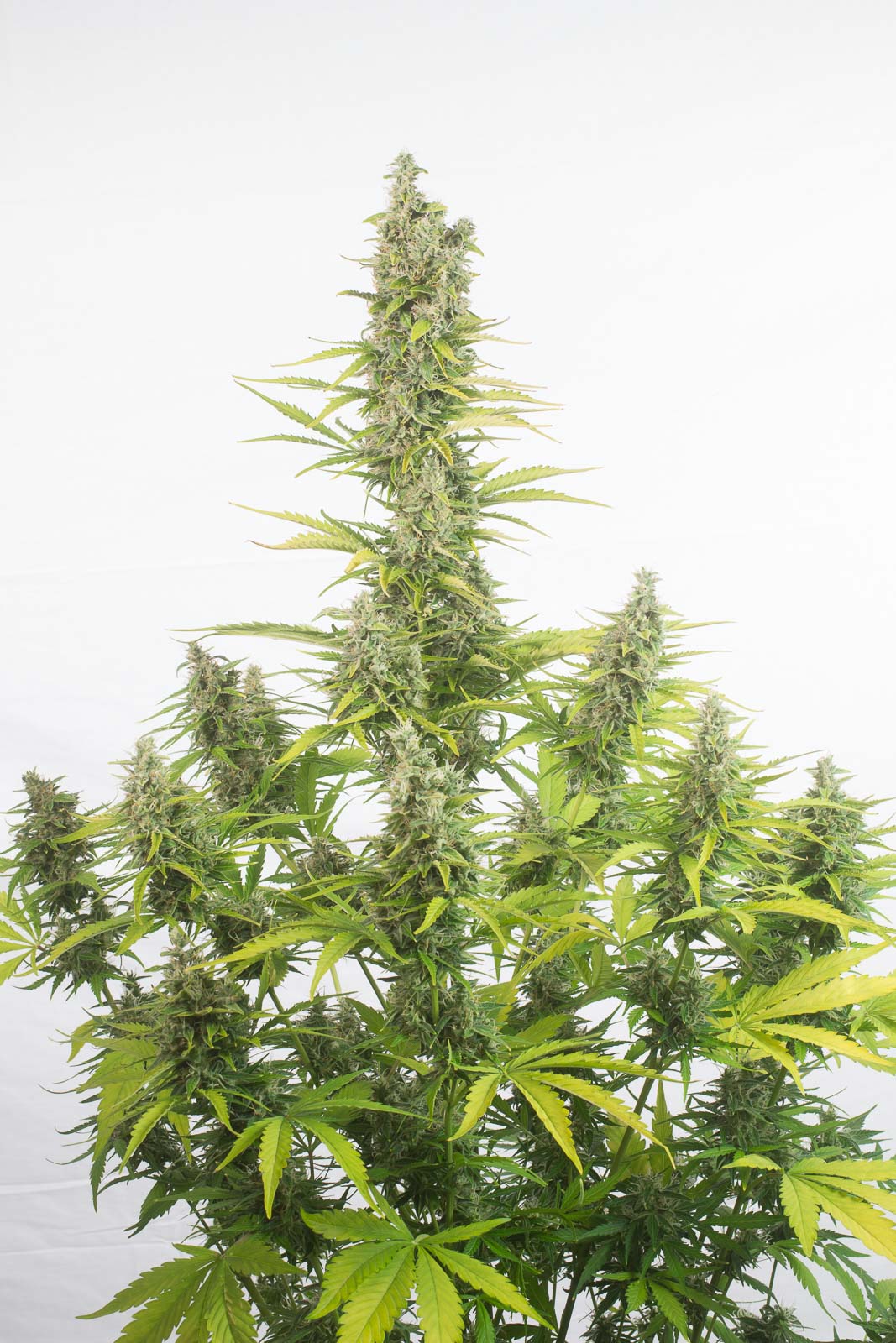 Dinafem Amnesia Autoflowering CBD Feminisiert