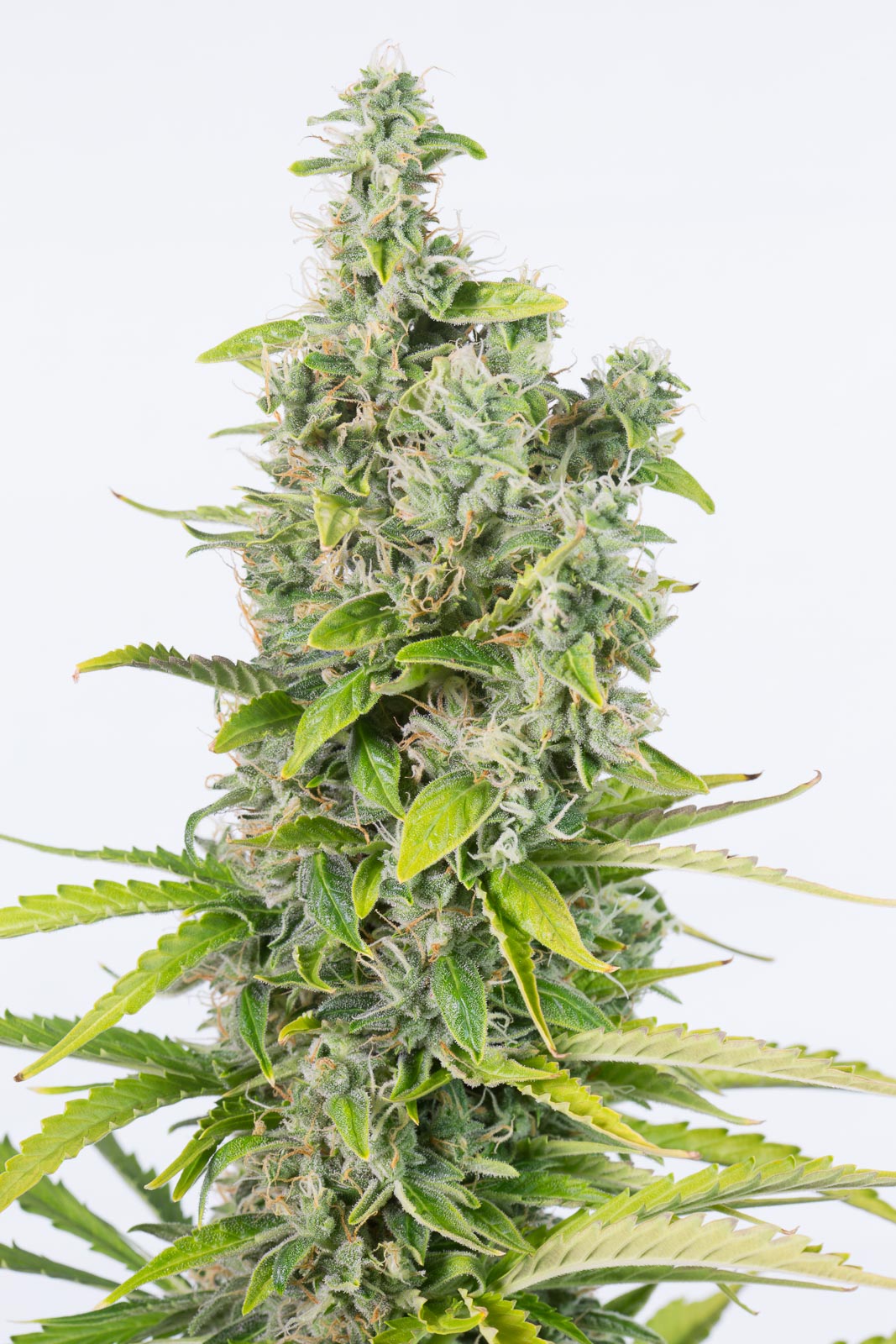 Dinafem Amnesia Autoflowering CBD Feminisiert