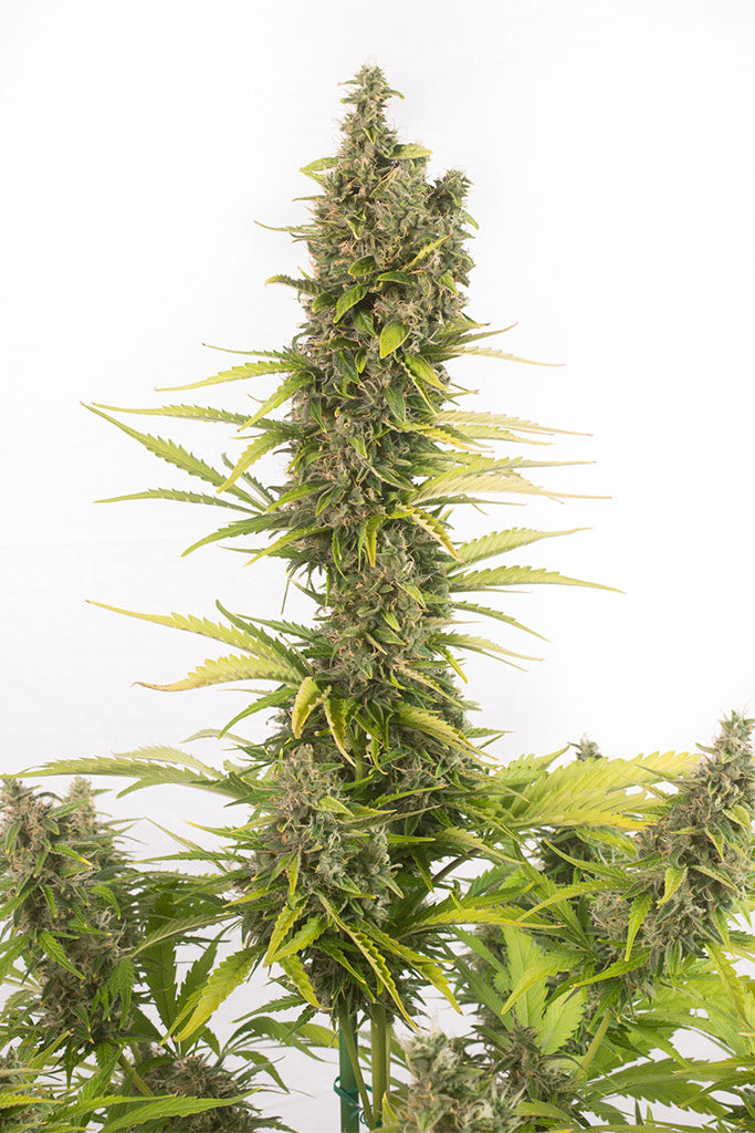 Dinafem Amnesia Autoflowering CBD Feminisiert