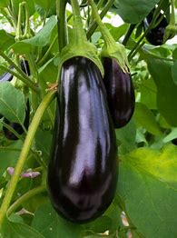 Aubergine Nero - Solanum melongena L.
