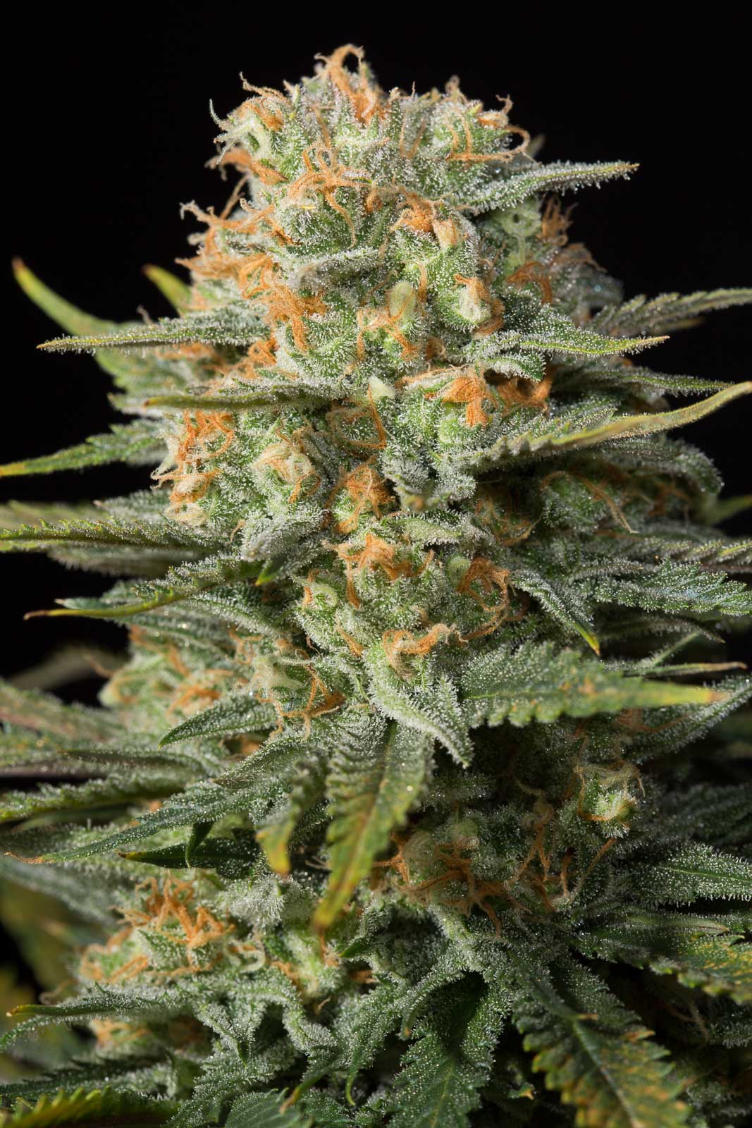 Dinafem Amnesia CBD Feminisiert