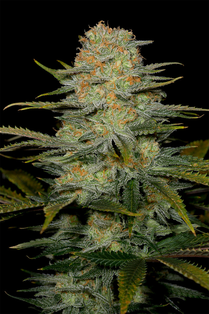 Dinafem Amnesia CBD Feminisiert