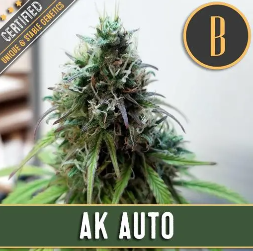 Blimburn Seeds AK Auto Feminisiert Autoflower