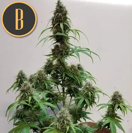 Blimburn Seeds AK Auto Feminisiert Autoflower