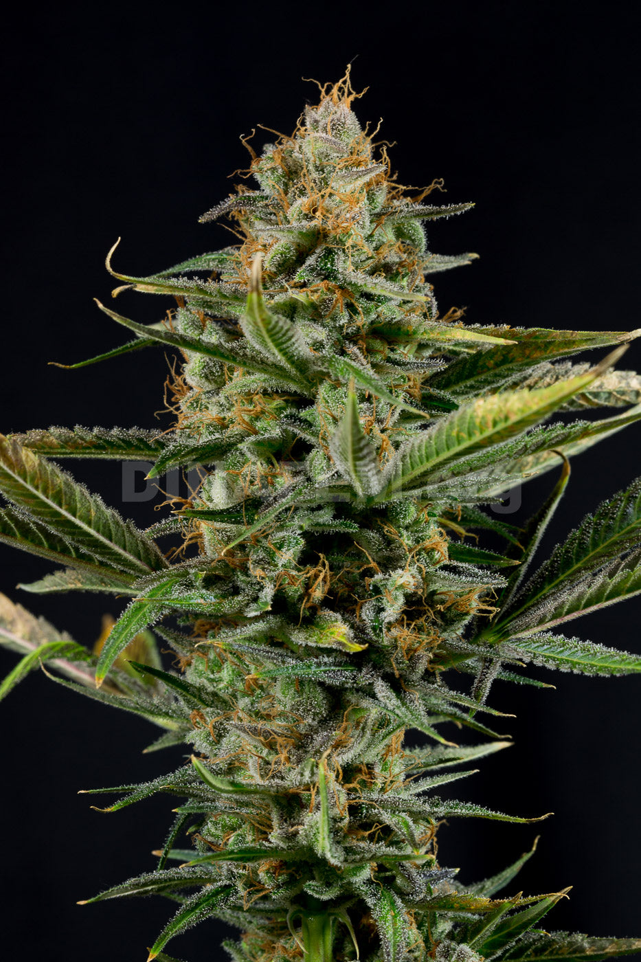 Dinafem Amnesia Kush Feminisiert