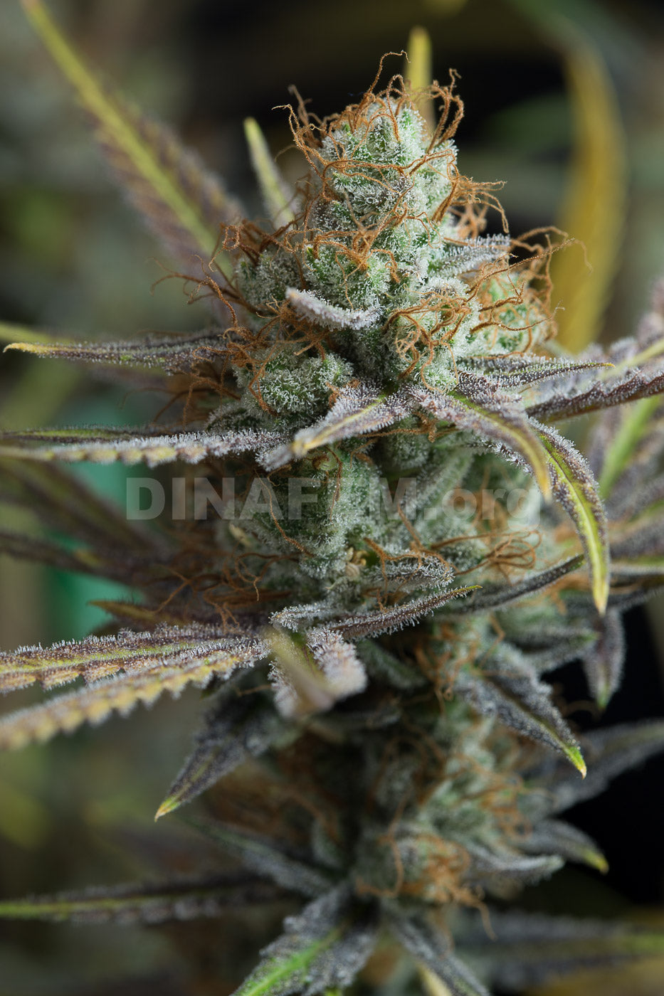 Dinafem Amnesia Kush Feminisiert