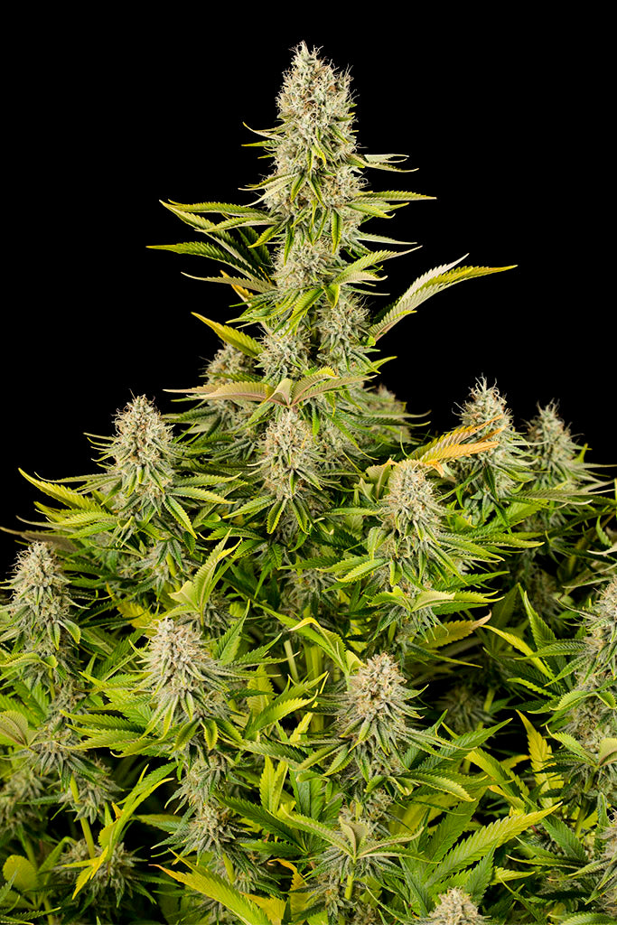 Dinafem Amnesia Kush Feminisiert