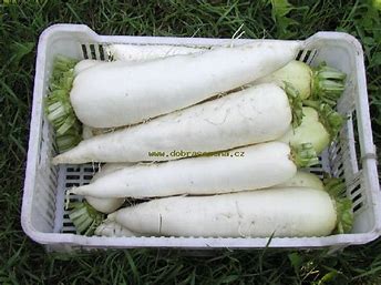 Weißer Rettich Alabaster F1 - Raphanus sativus L.