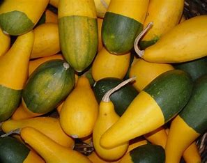 Zierkürbis - Cucurbita pepo L.