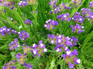 Zitrone zum Trocknen - Limonium sinuatum