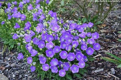 Karpatenglocke - Campanula carpatica