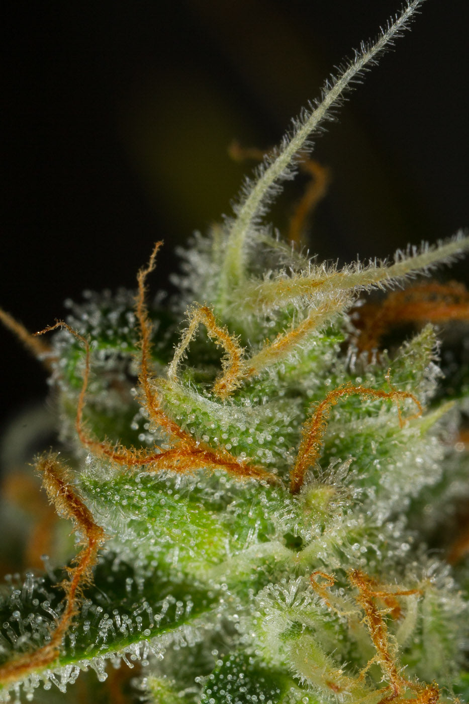 Dinafem Blue Critical Auto Feminisierte Autoflower