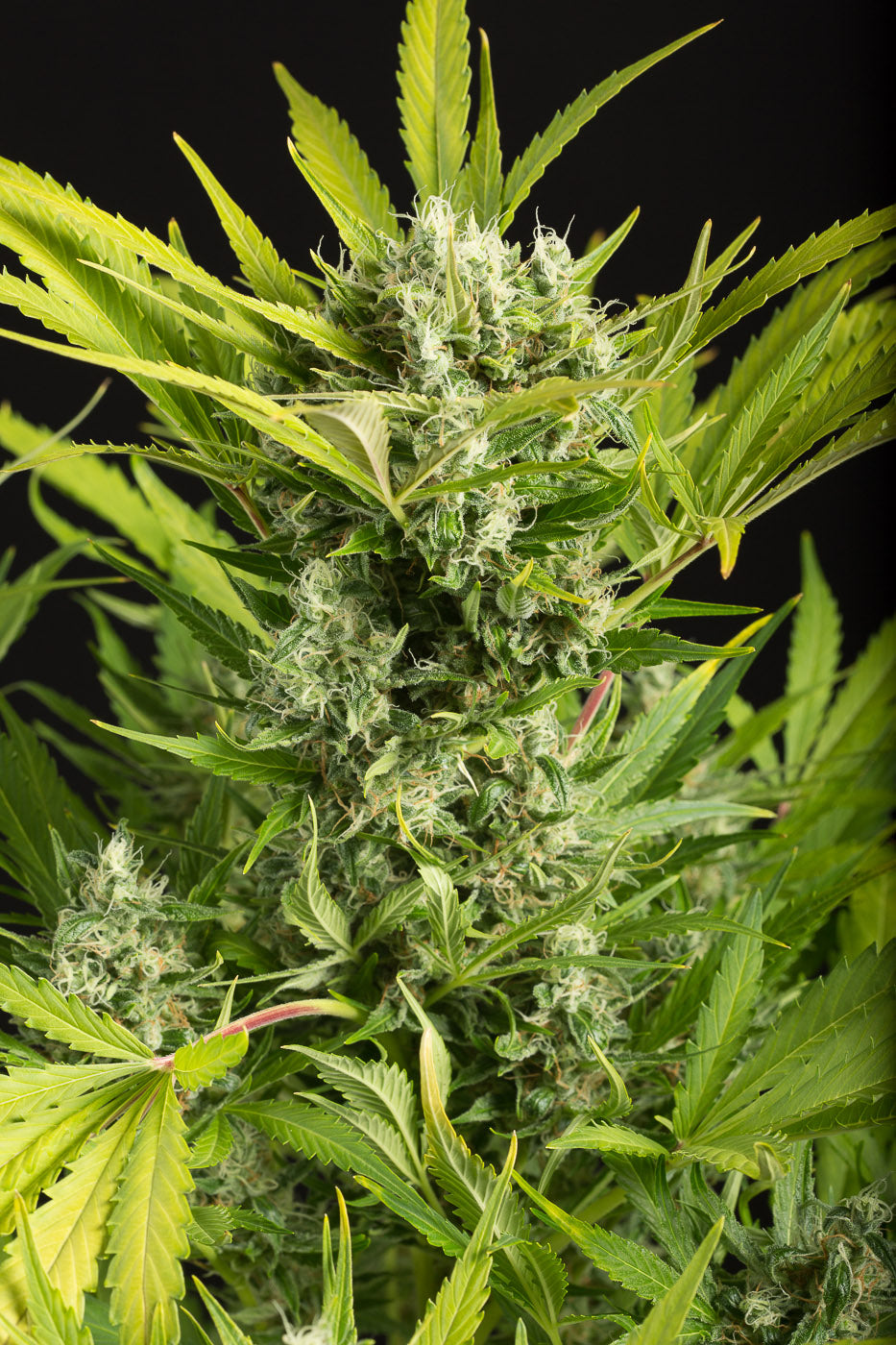 Dinafem Blue Critical Auto Feminisierte Autoflower