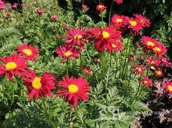 Tanacetum coccineum - Tanacetum coccineum