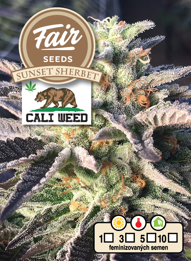 Fair Seeds CALI WEED Sunset Sherbet Feminisiert