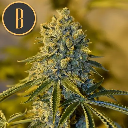 Blimburn Seeds Bruce Banner 3 Feminisiert