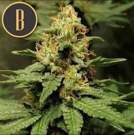 Blimburn Seeds Bruce Banner 3 Feminisiert