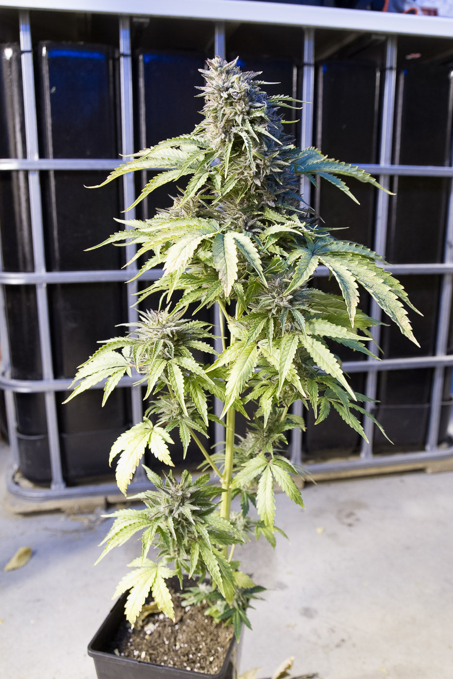 Dinafem Bubba Kush Auto Feminisiert Autoflower