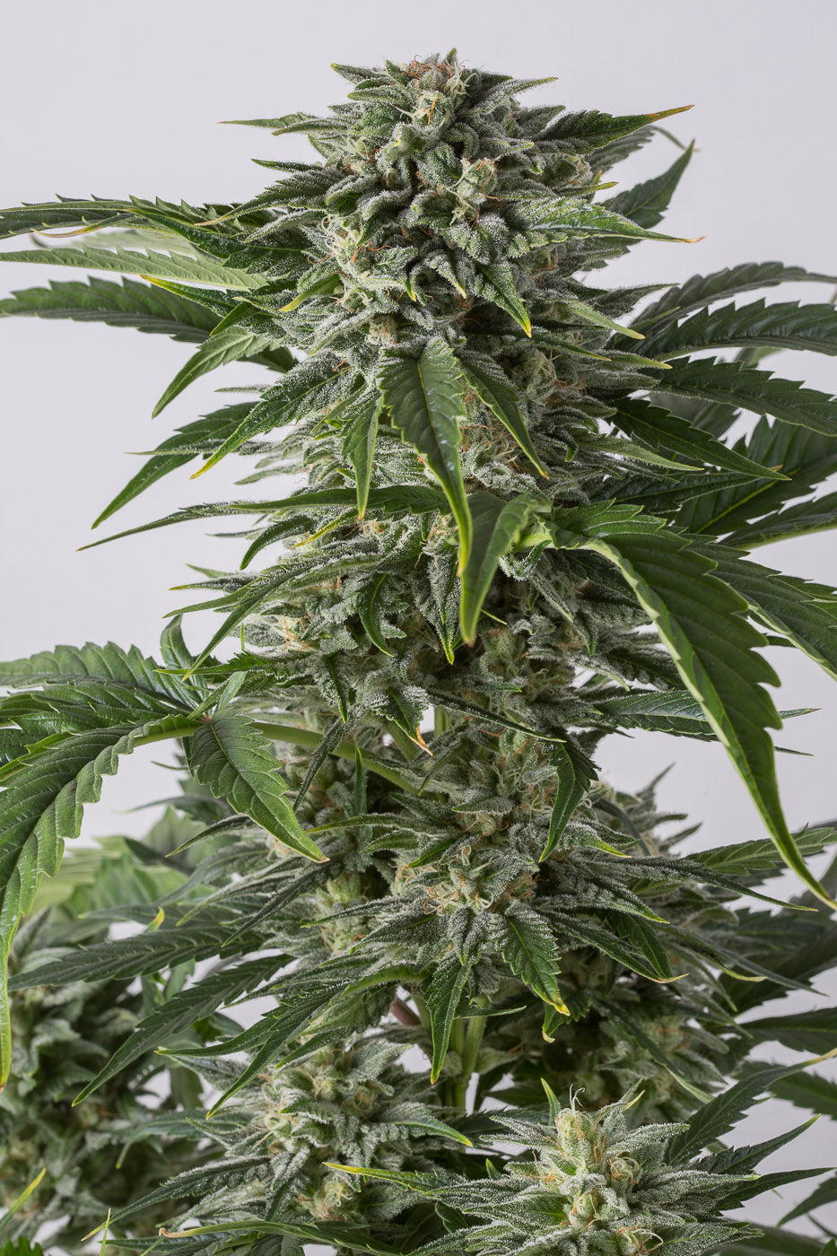 Dinafem Bubba Kush Auto Feminisiert Autoflower