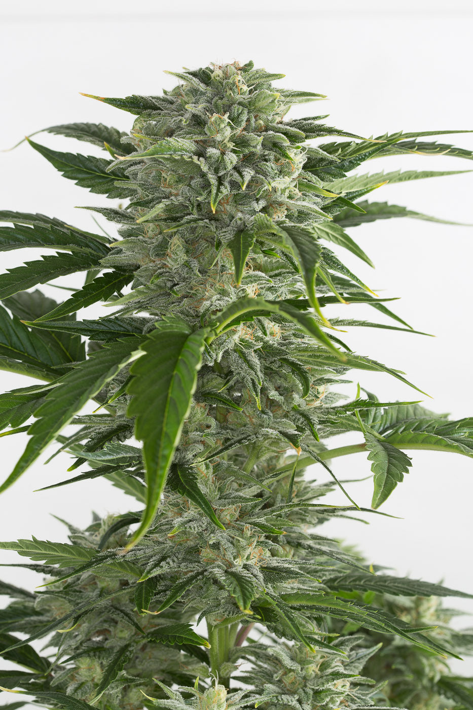 Dinafem Bubba Kush Auto Feminisiert Autoflower