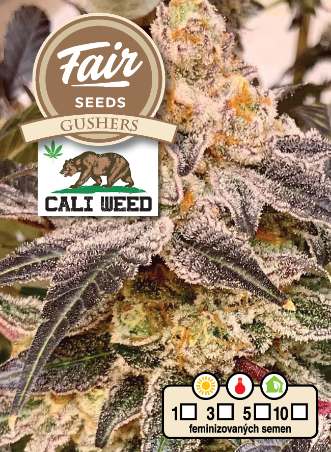 Fair Seeds CALI WEED Gushers Feminisiert