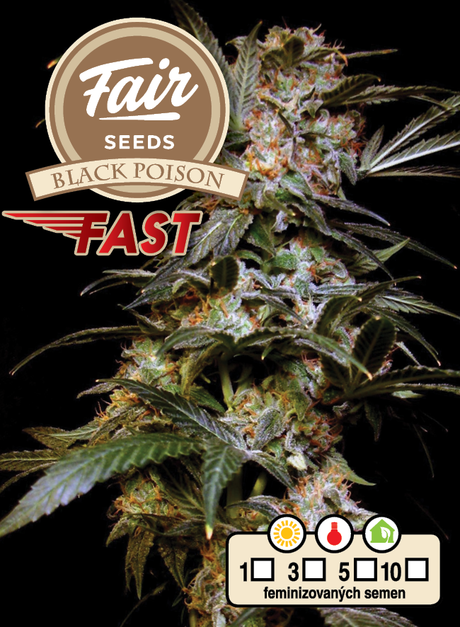 Fair Seeds Black Poison Fast Feminisiert schnell