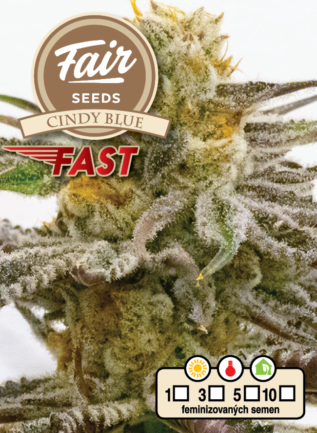 Fair Seeds Cindy Blue Fast Feminisiert schnell