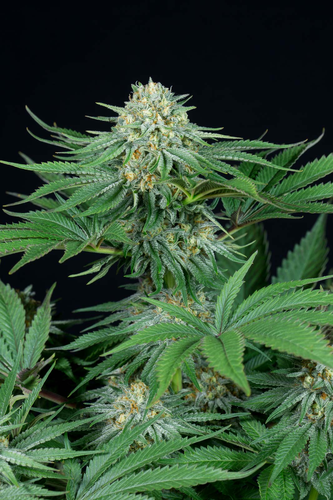 Dinafem Bubba Kush CBD Feminisiert