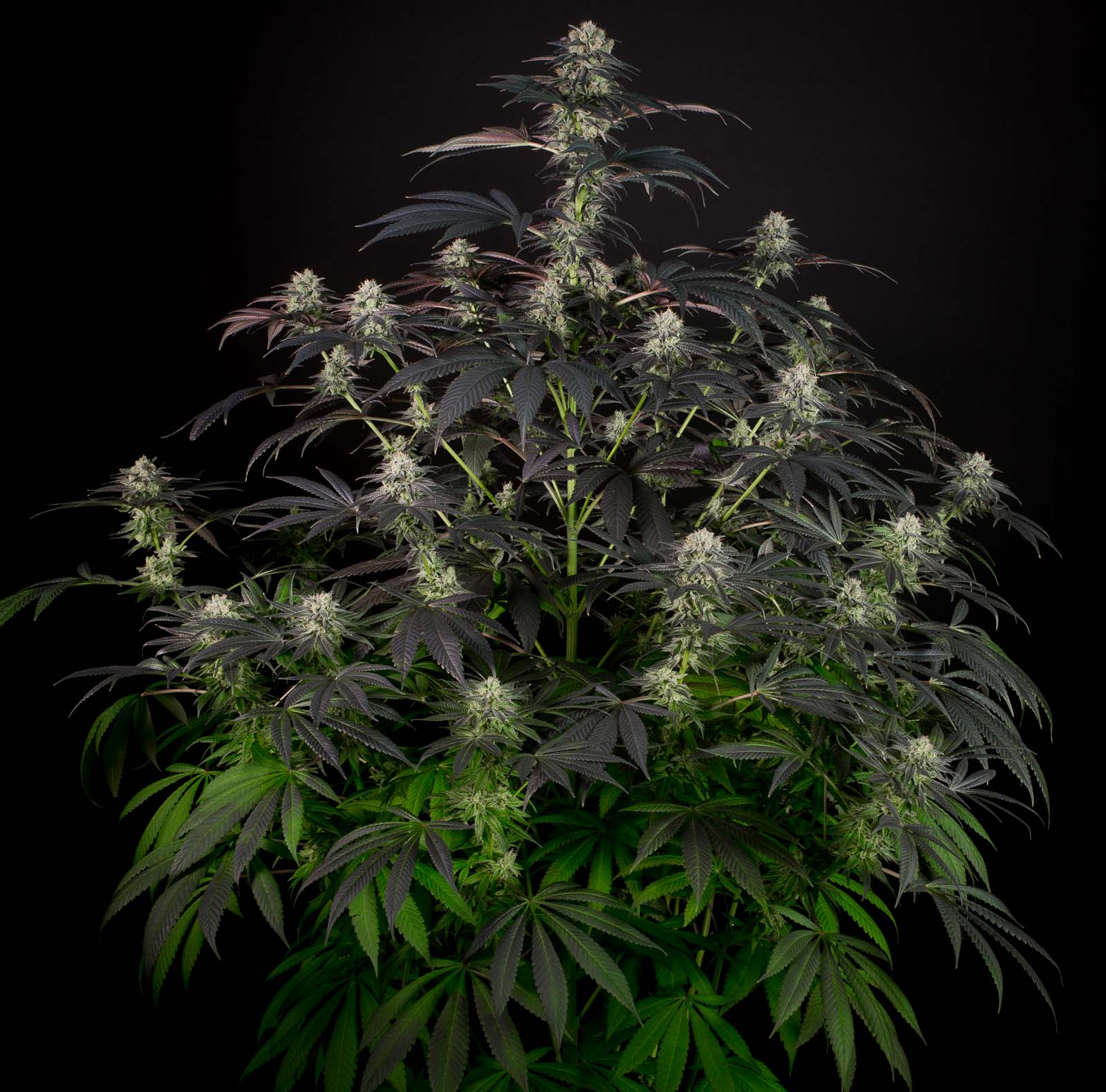 Dinafem Bubba Kush CBD Feminisiert