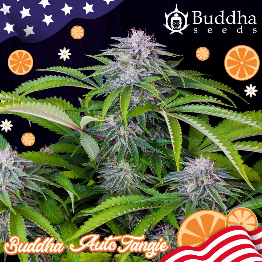 Buddha Seeds Auto Tangie Autoflower Feminisiert