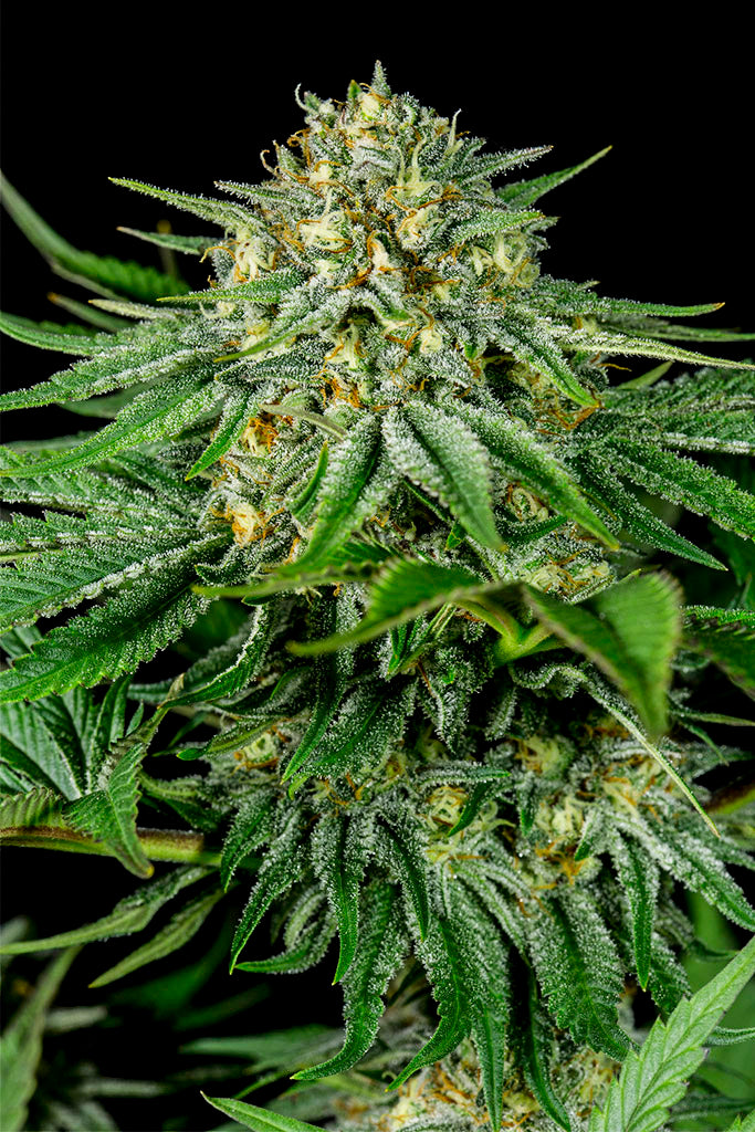 Dinafem Bubba Kush CBD Feminisiert