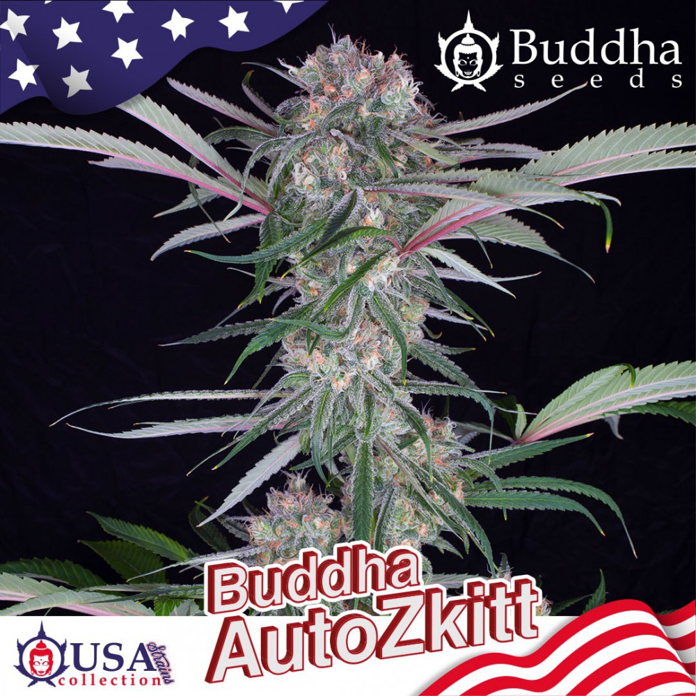 Buddha Seeds Auto Zkitt Autoflower Feminisiert