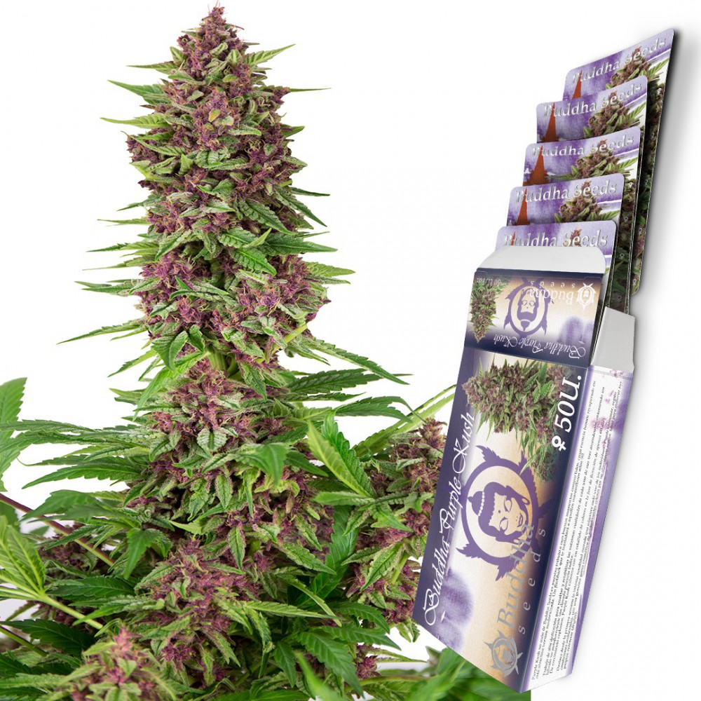 Buddha Seeds Buddha Purple Kush feminisiert