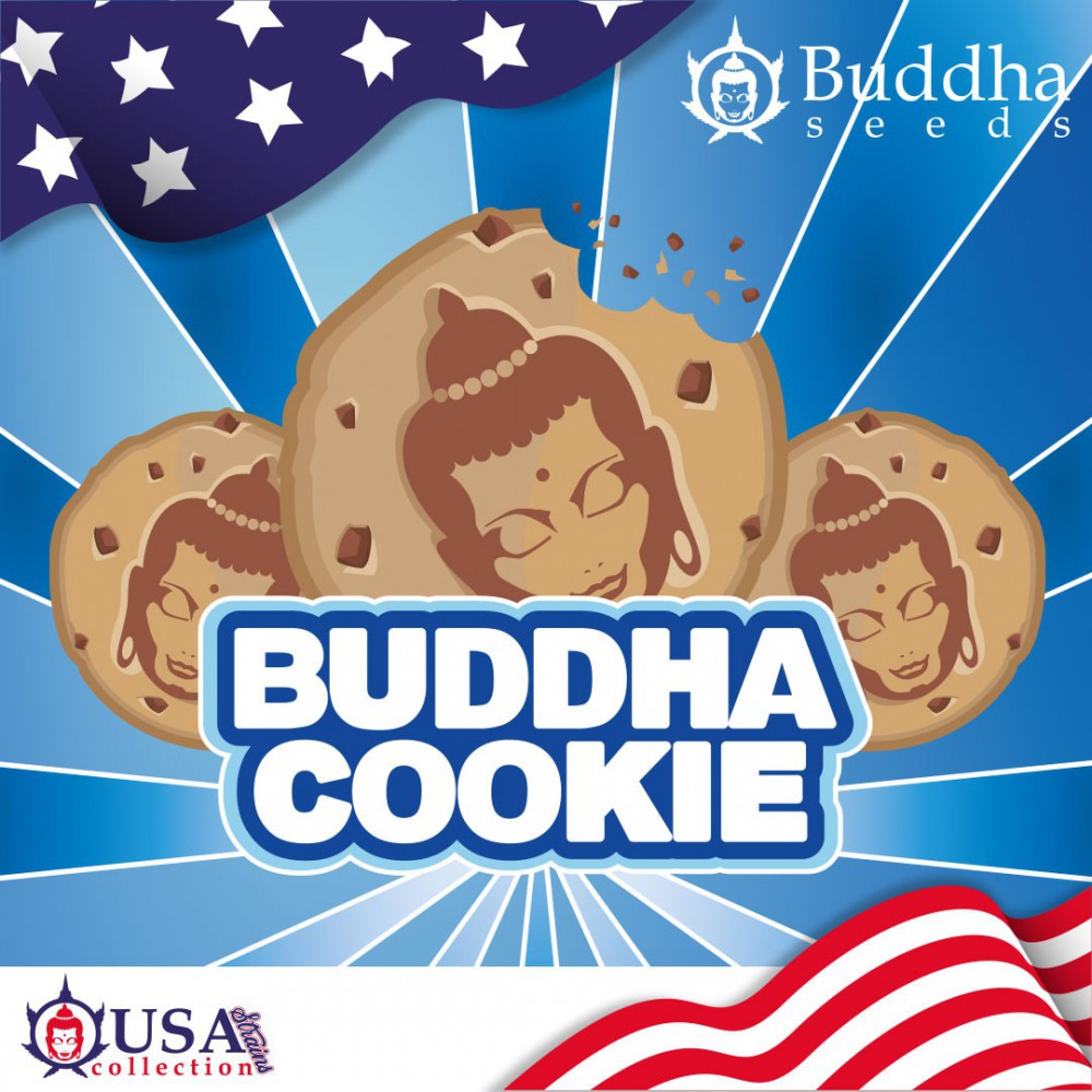 Buddha Seeds Cookie feminisiert