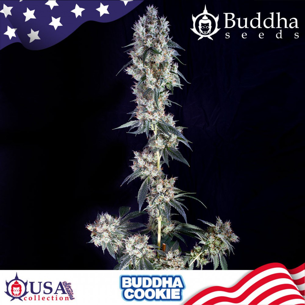 Buddha Seeds Cookie AutoAutoflower Feminisiert